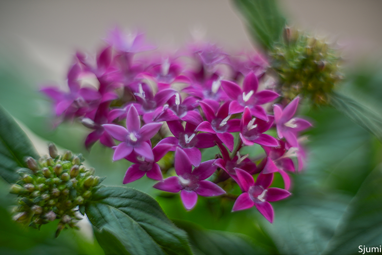 Pentas lanceolata