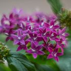 Pentas lanceolata