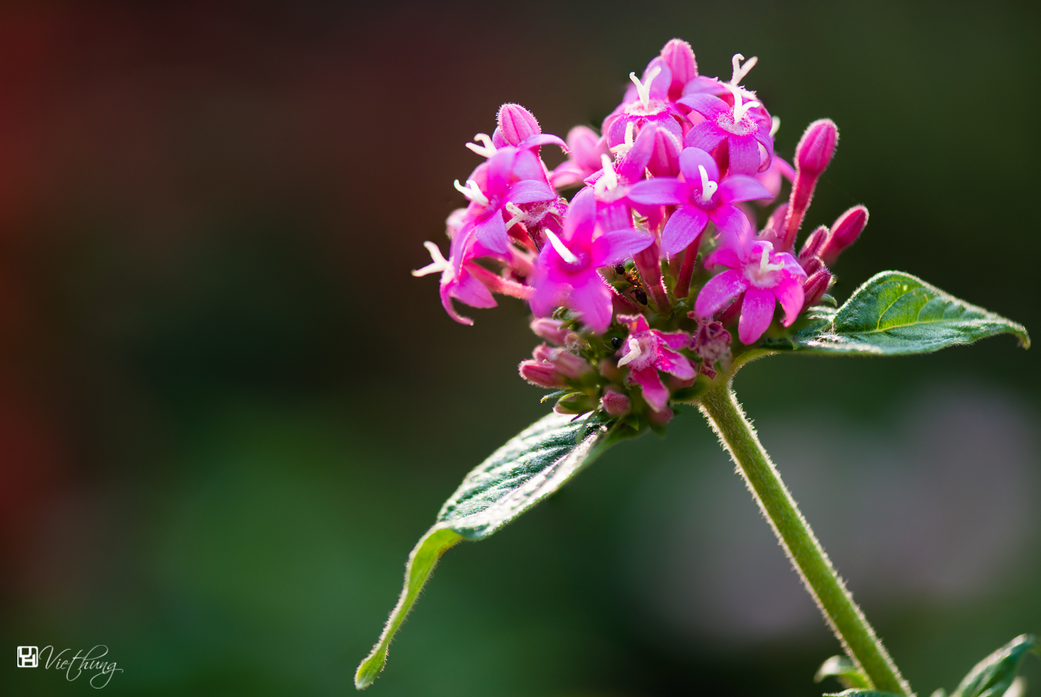 Pentas lanceolata