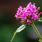 Pentas lanceolata