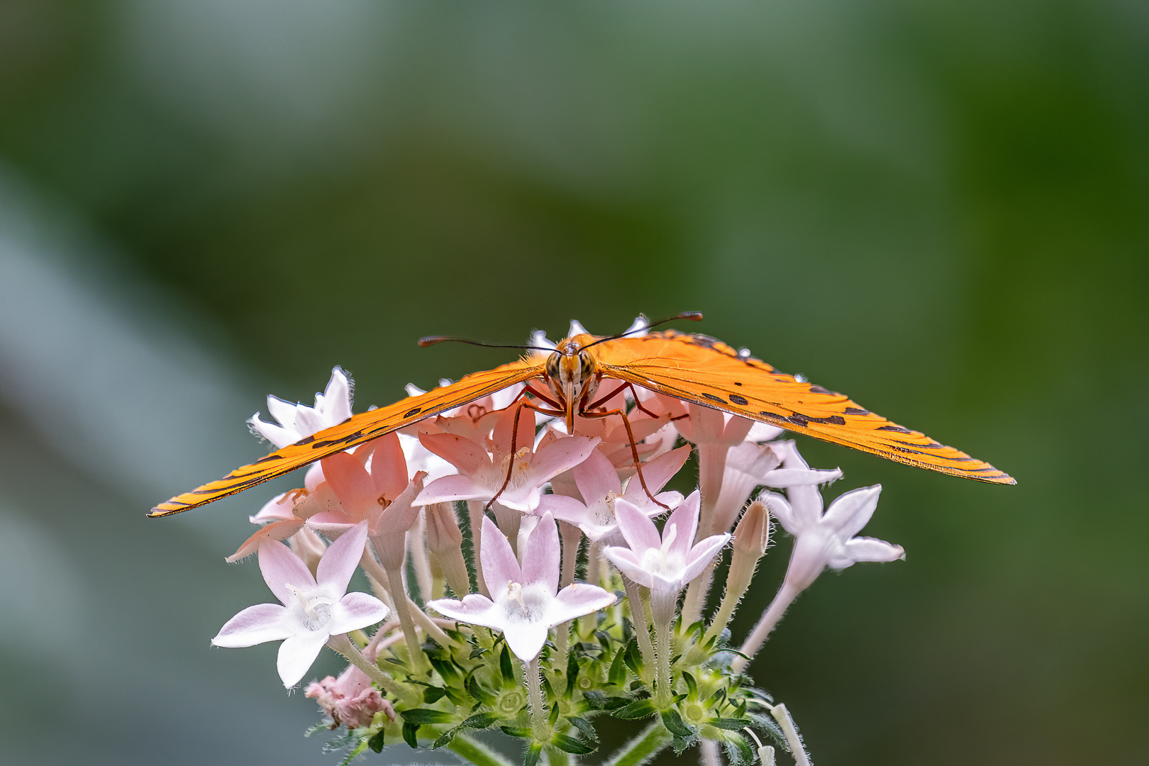 Pentas mit Dione vanillae