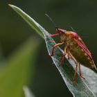 Pentatoma rufipes