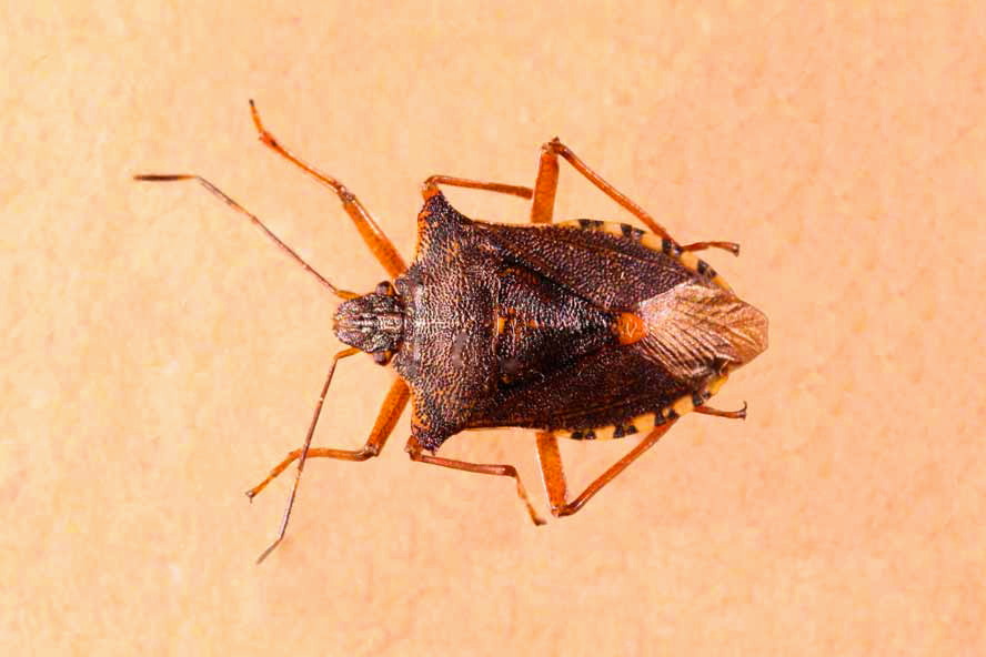 Pentatoma rufipes