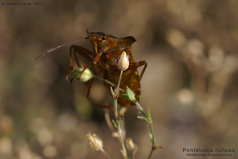 pentatoma rufipes