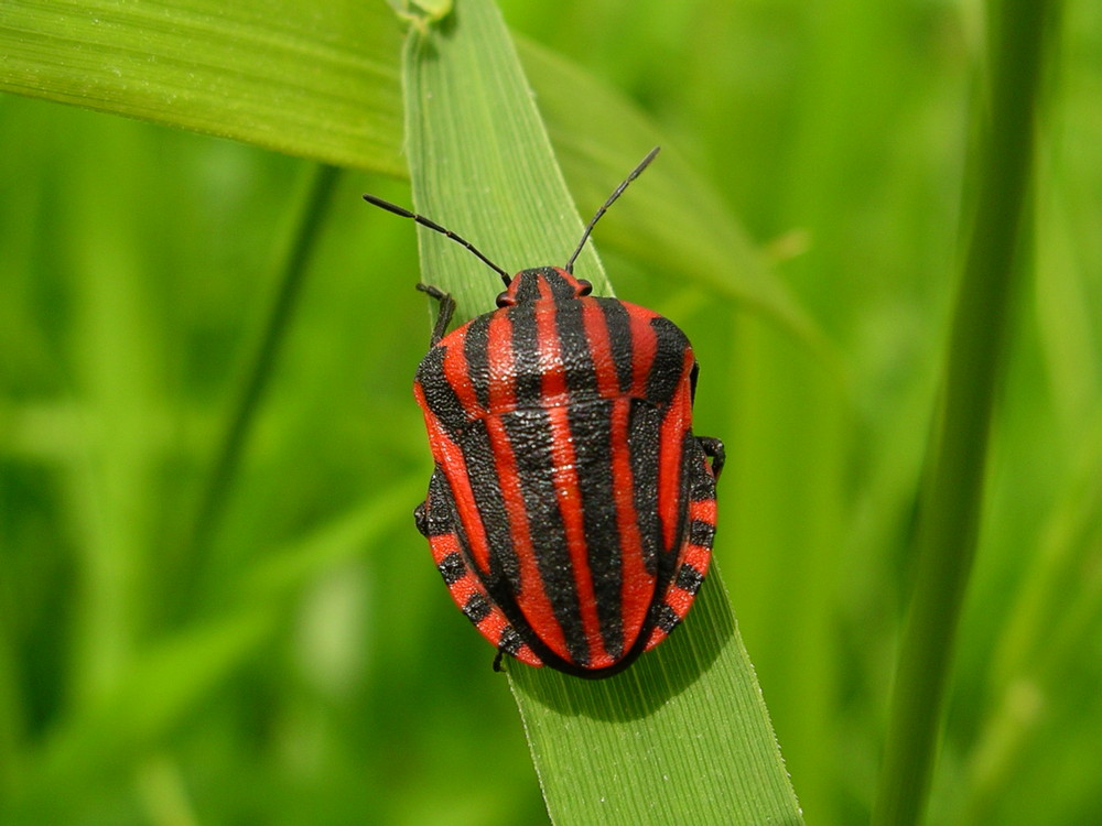 pentatome rayée