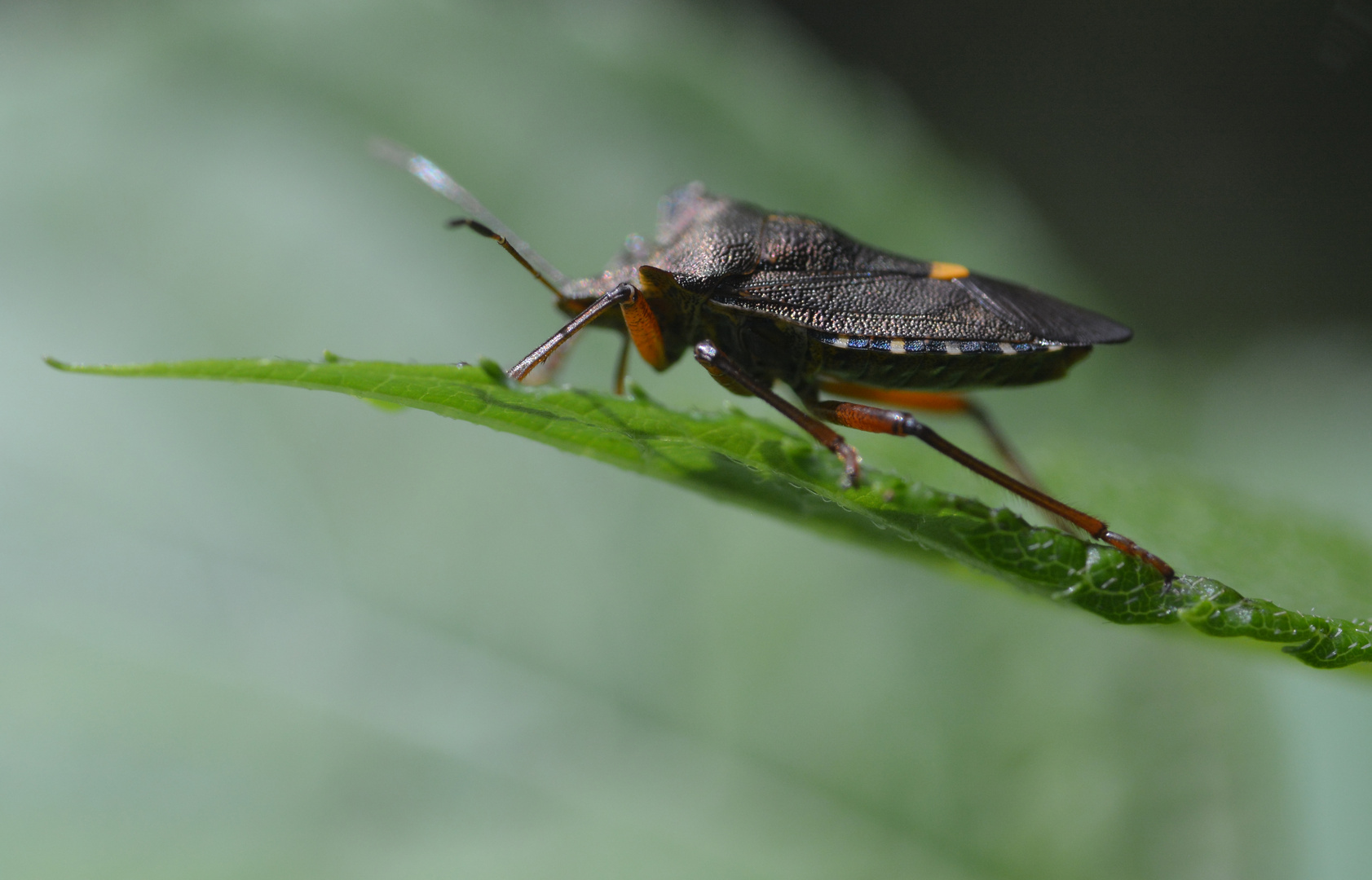 Pentatomidae