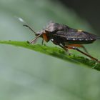 Pentatomidae