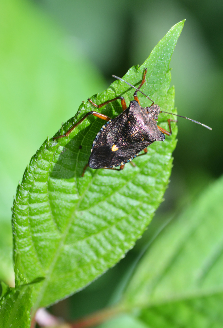 Pentatomidae