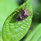 Pentatomidae