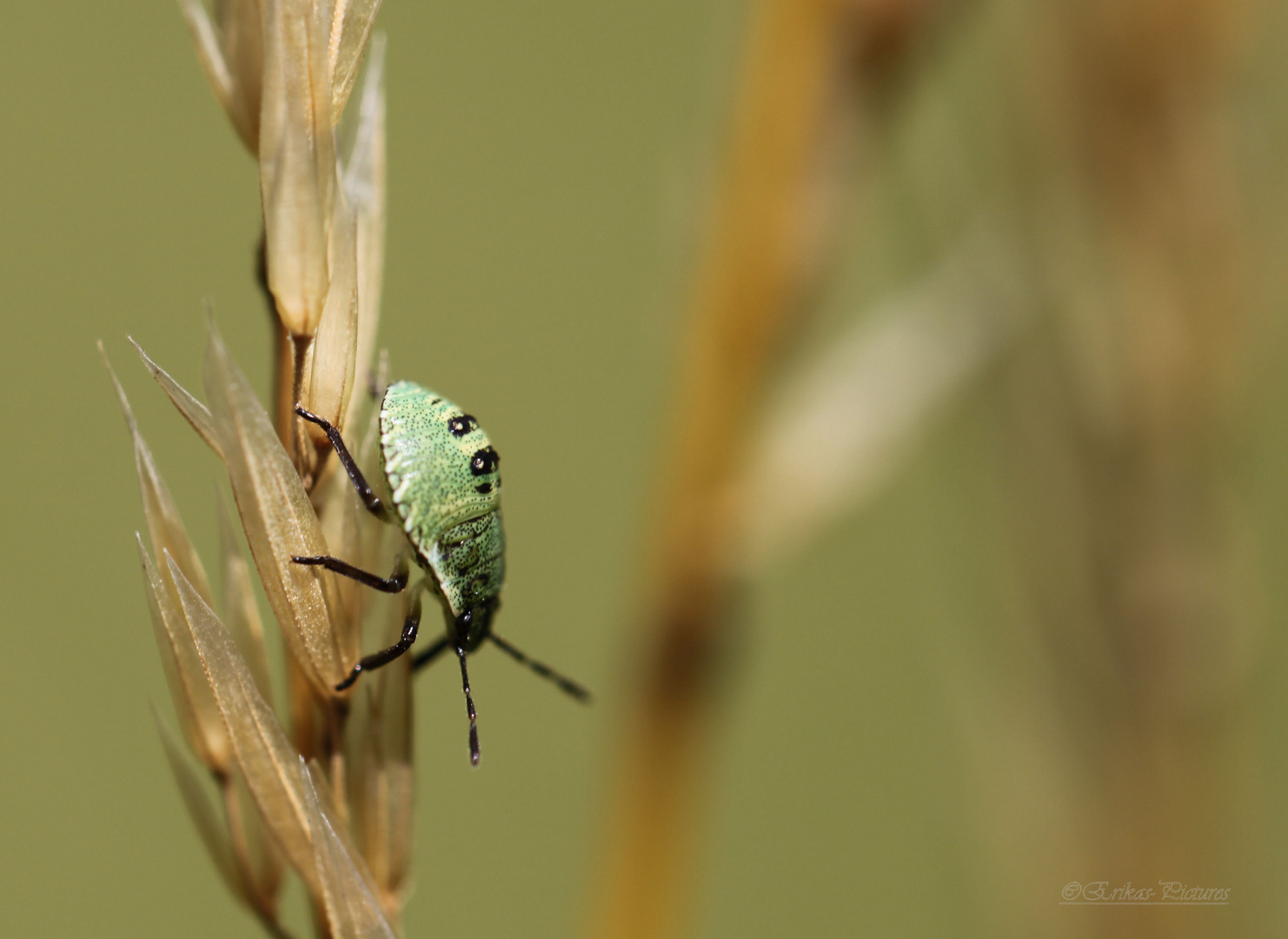 Pentatomidae - Baumwanze-Larve