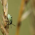 Pentatomidae - Baumwanze-Larve