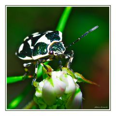 Pentatomidae, Eurydema oleracea (Linnaeus, 1758)