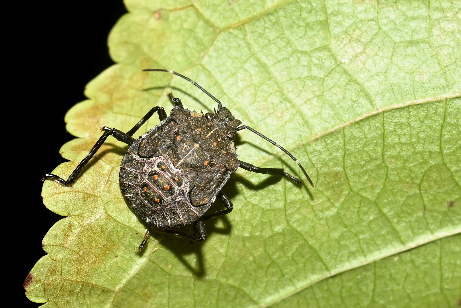 Pentatomidae (Halyomorpha halys) Marmorierte Baumwanze-Nymphe-2020 (17)