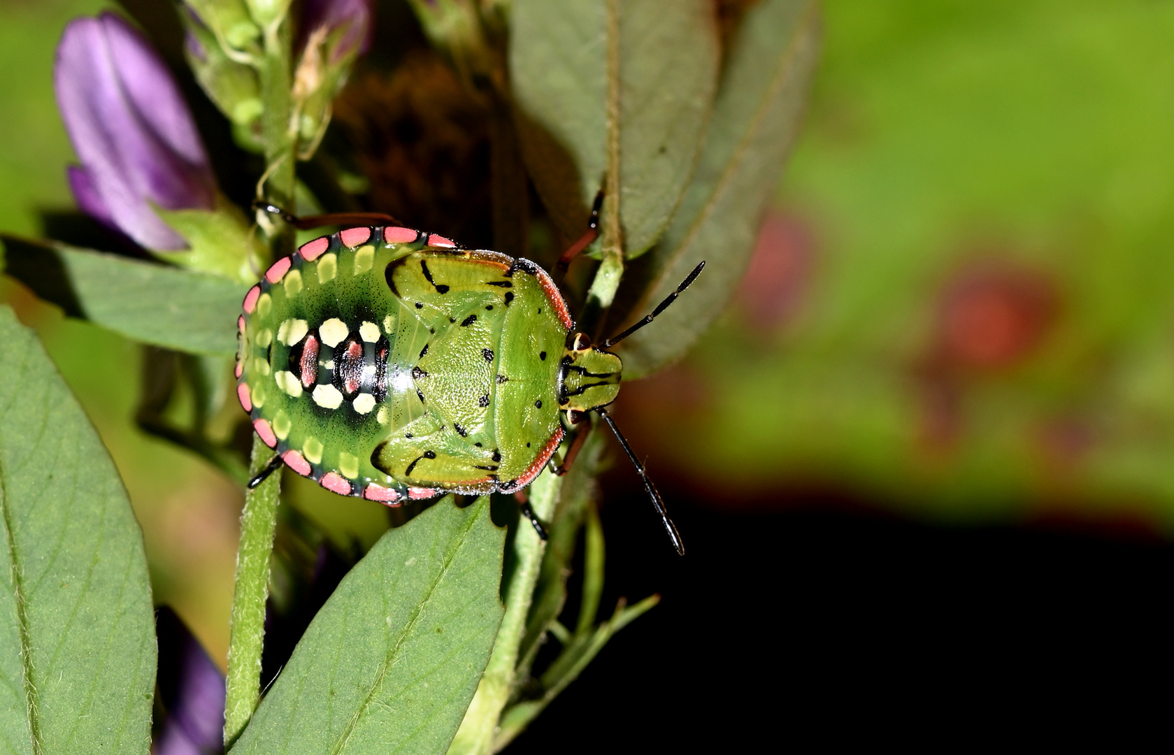 Pentatomidae (Nezara viridula) Grüne Reiswanze