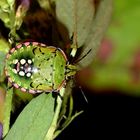 Pentatomidae (Nezara viridula) Grüne Reiswanze