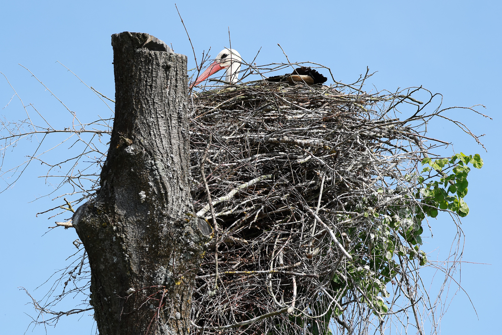 Penthouse-Storch