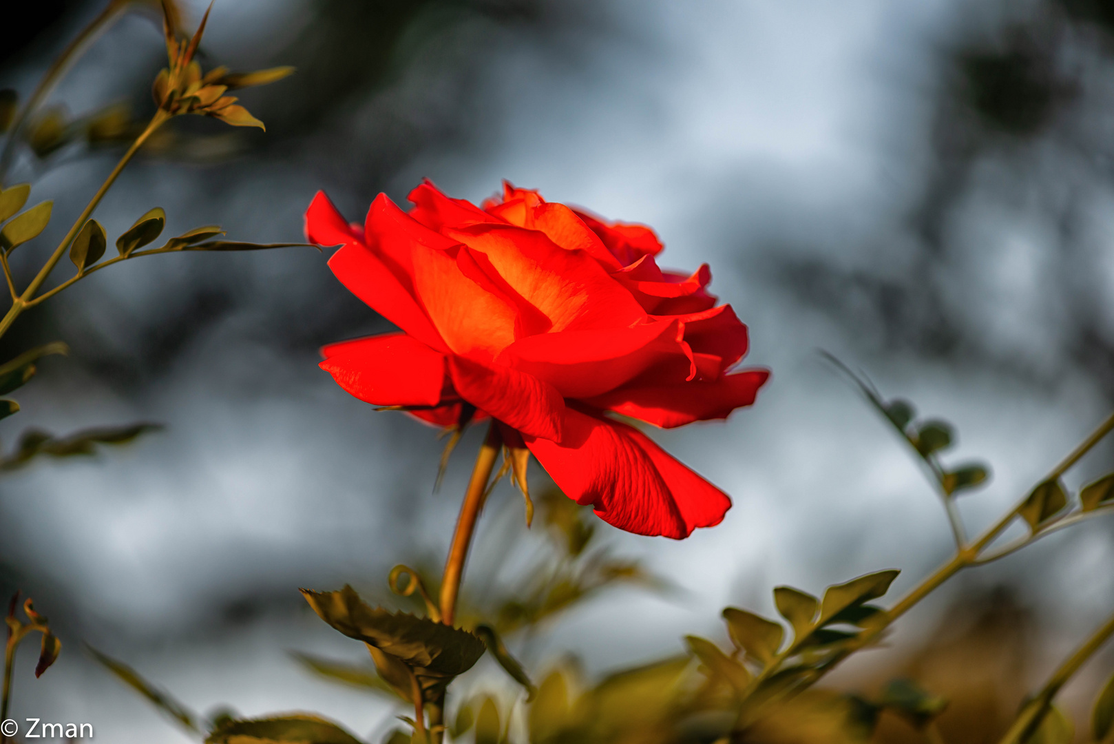 PEO_5774-Red Rose