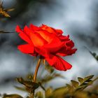 PEO_5774-Red Rose