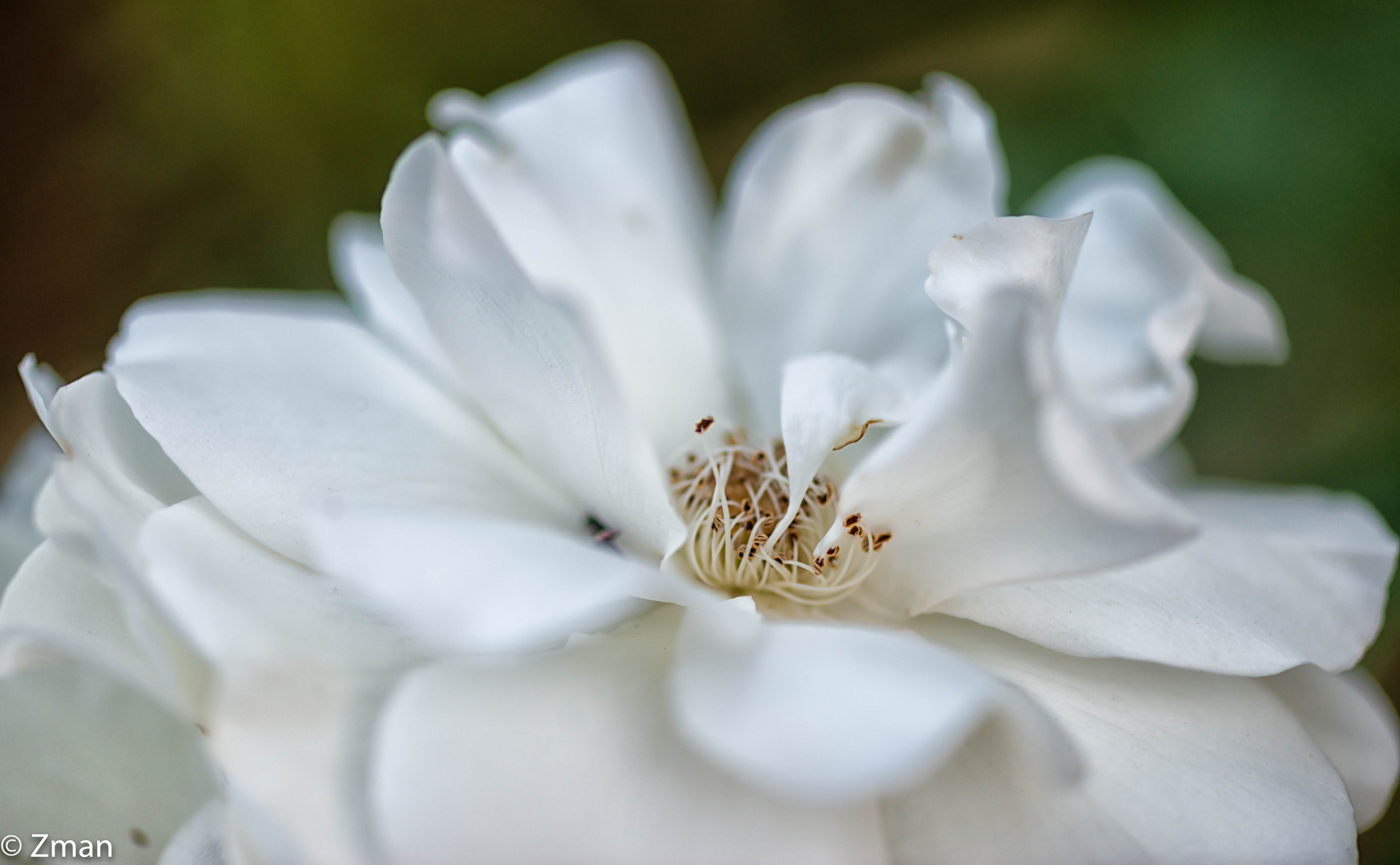 PEO_5776-White Rose