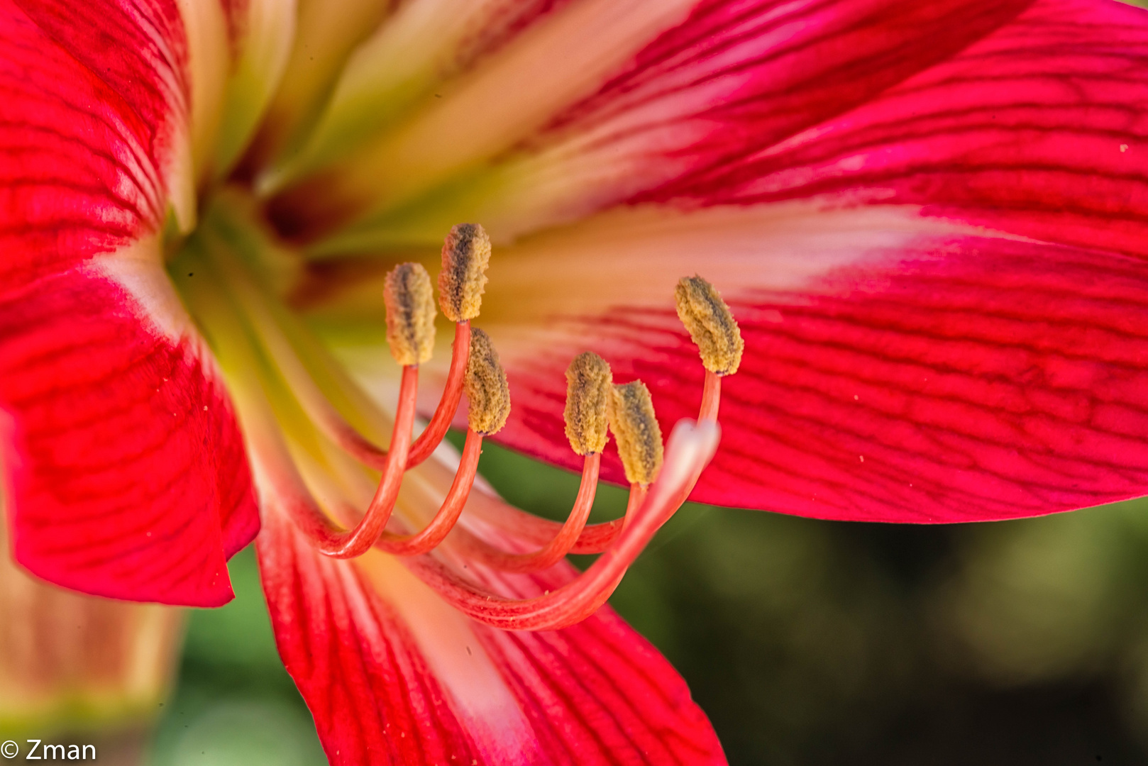 PEO_5779-Barbados Lily