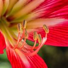 PEO_5779-Barbados Lily