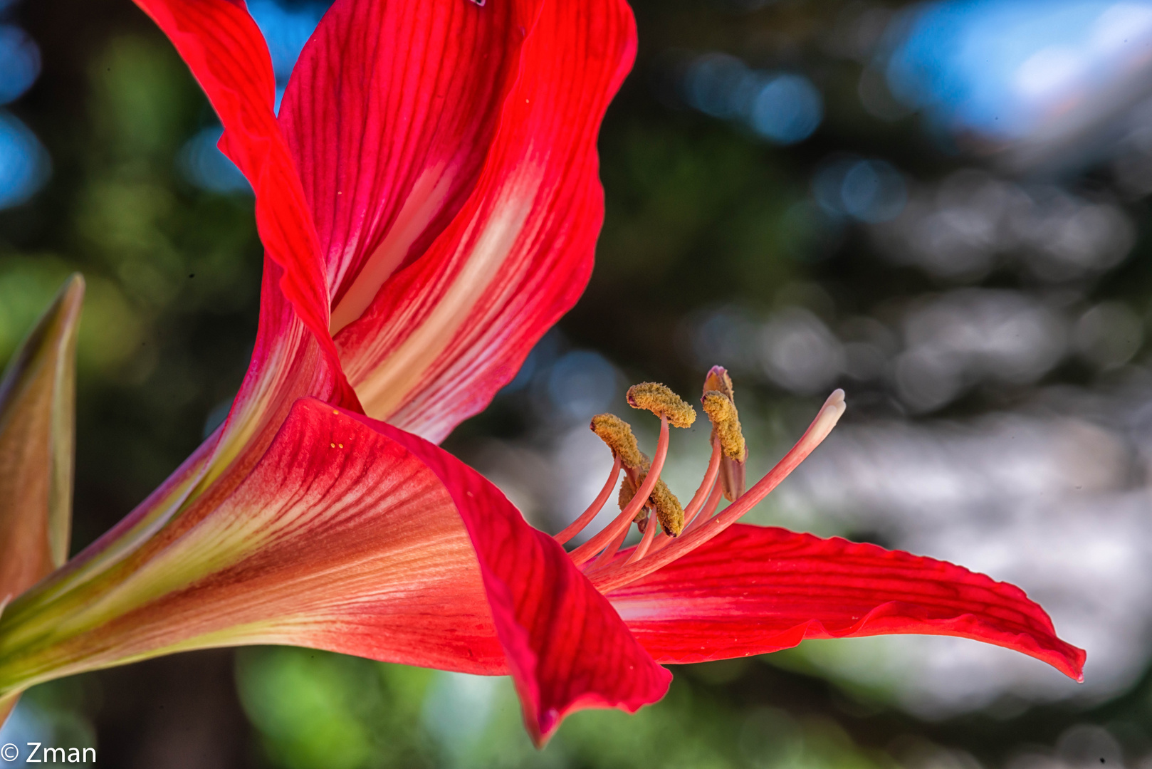 PEO_5781-Barbados Lily