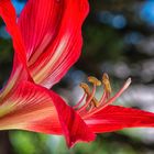 PEO_5781-Barbados Lily