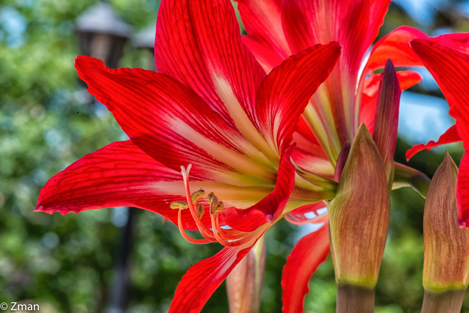 PEO_5785-Barbados Lily