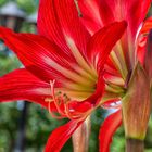 PEO_5785-Barbados Lily