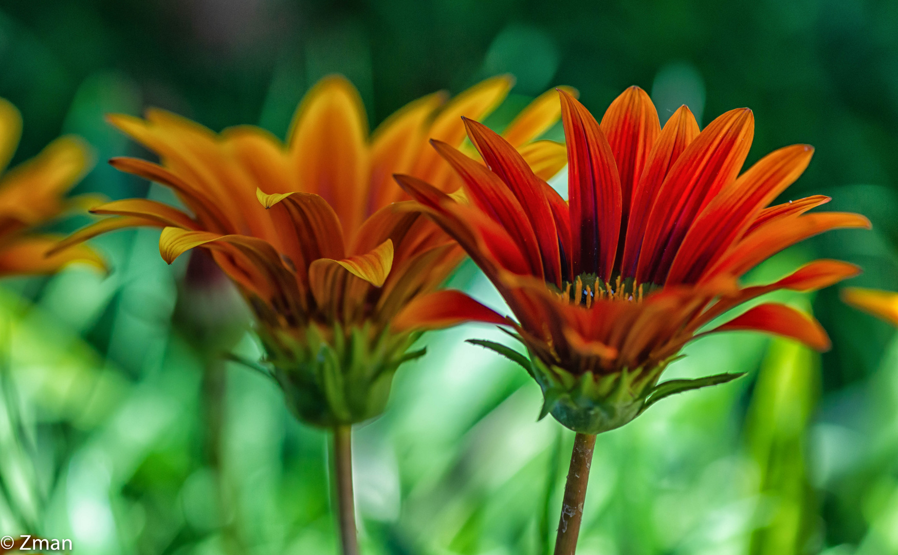 PEO_5790-Treasure Flowers