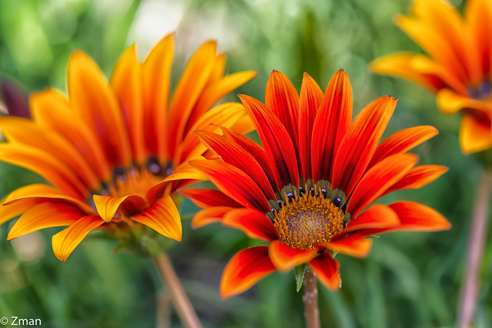 PEO_5795-Treasure Flowers