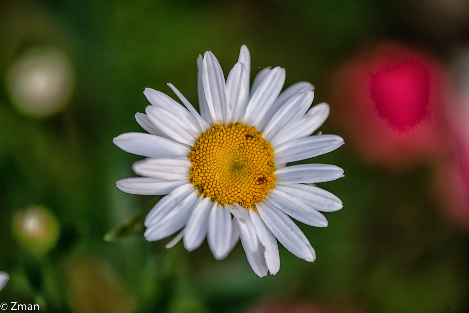 PEO_5814-Oxeye Daisy