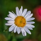 PEO_5814-Oxeye Daisy