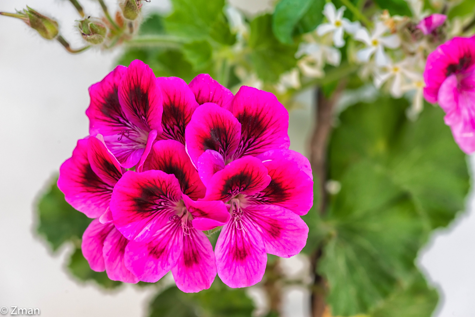 PEO_5842-Regal Pelargonium