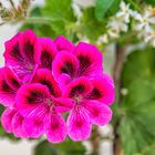 PEO_5842-Regal Pelargonium