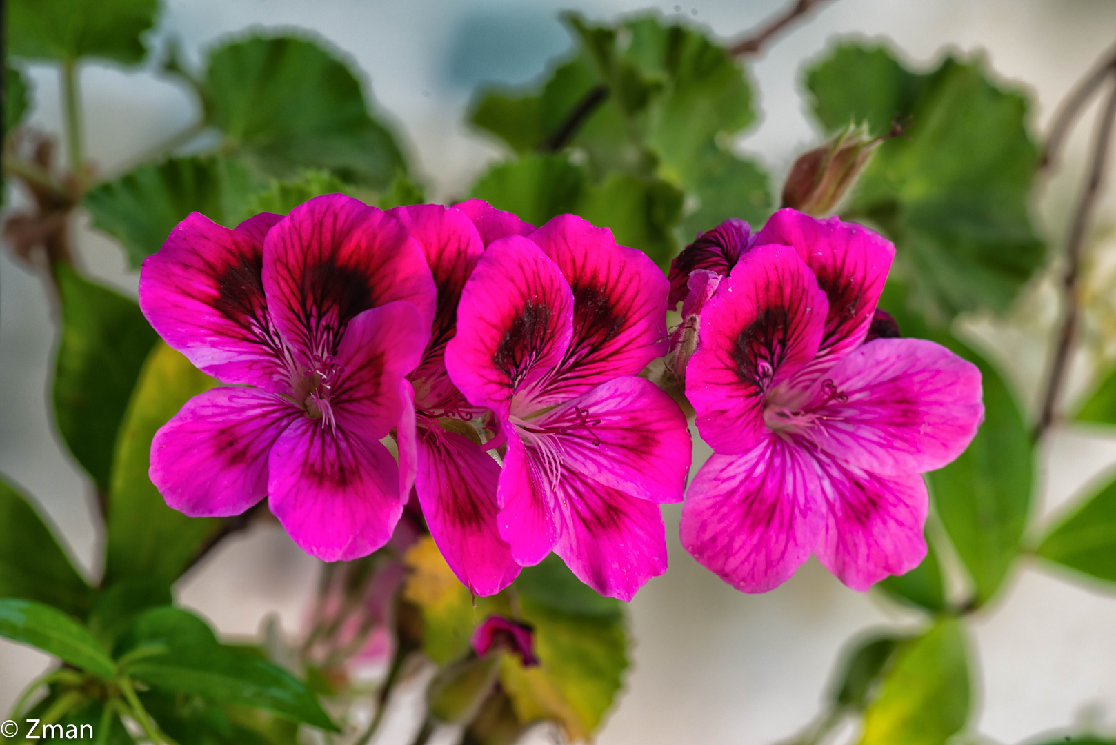 PEO_5844-Regal Pelargonium