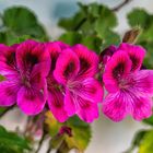 PEO_5844-Regal Pelargonium