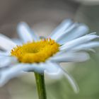 PEO_5851-Oxeye Daisy