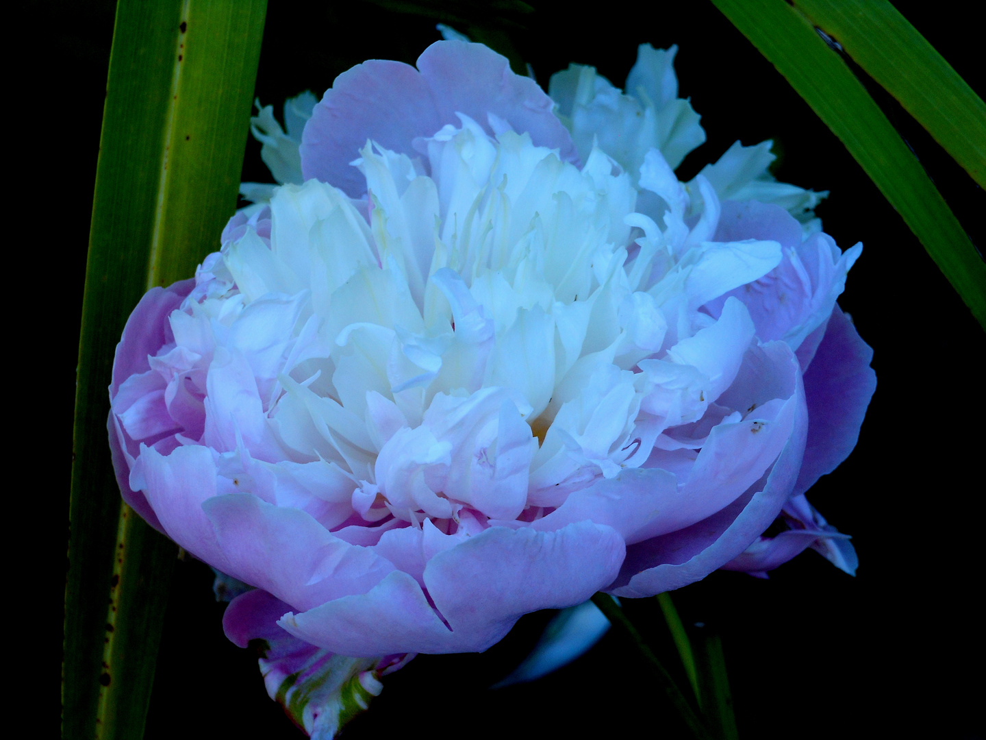 peonia