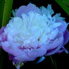 peonia