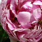 peonia