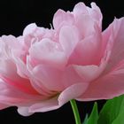 Peonia