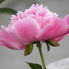 Peonia