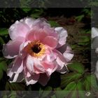 Peonia