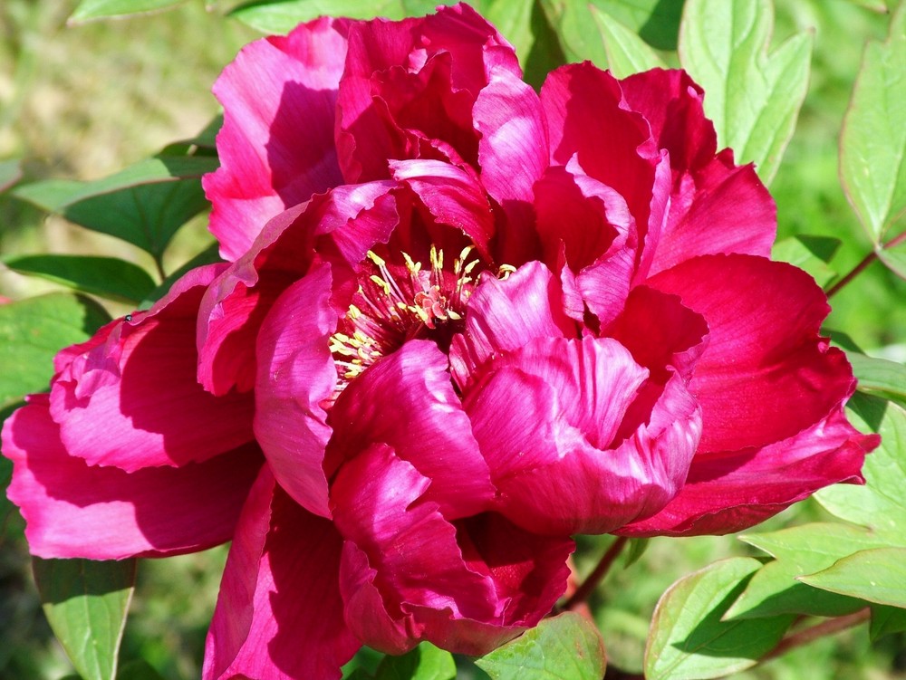 Peonia