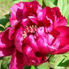 Peonia