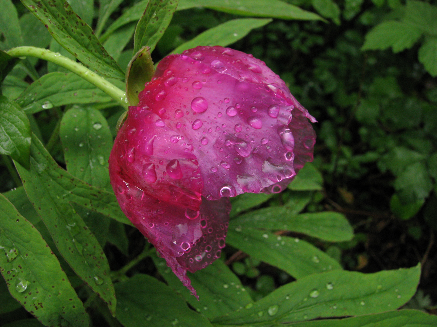 peonia