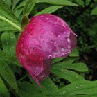 peonia