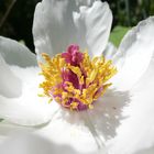 Peonia