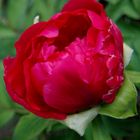 peonia 6